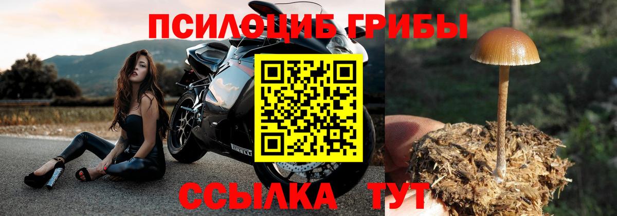 Псилоцибиновые грибы Psilocybe  где купить наркоту  Азов  Псилоцибиновые грибы Psilocybine cubensis 